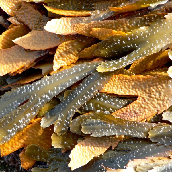 Natural textures of strandline seaweeds on the seashore