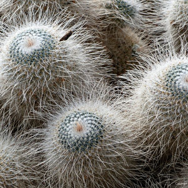 Cactus spines form interesting natural textures and patterns