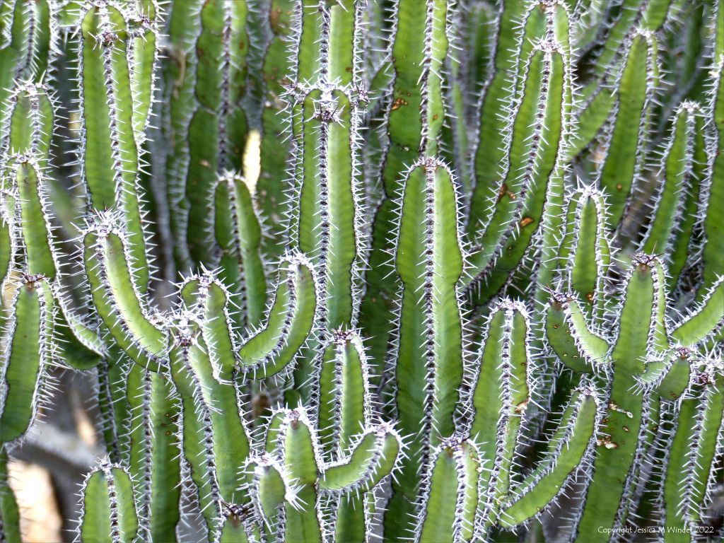 Cactus spines forming interesting natural textures and patterns