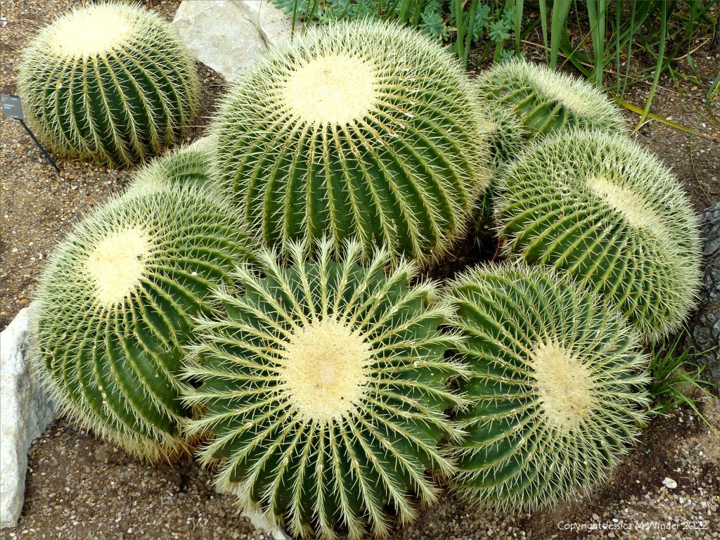 Cactus spines forming interesting natural textures and patterns
