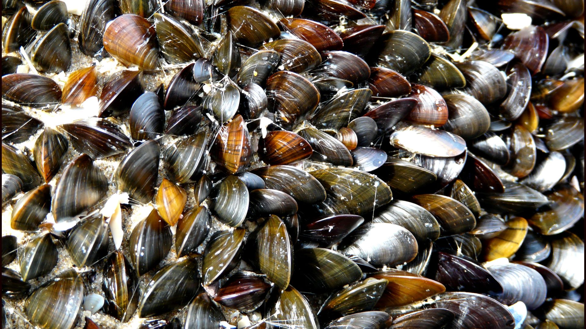 Natural pattern and texture in a colony of mussels growing on rocks on the beach