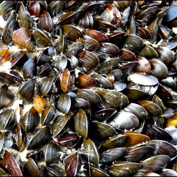 Natural pattern and texture in a colony of mussels growing on rocks on the beach