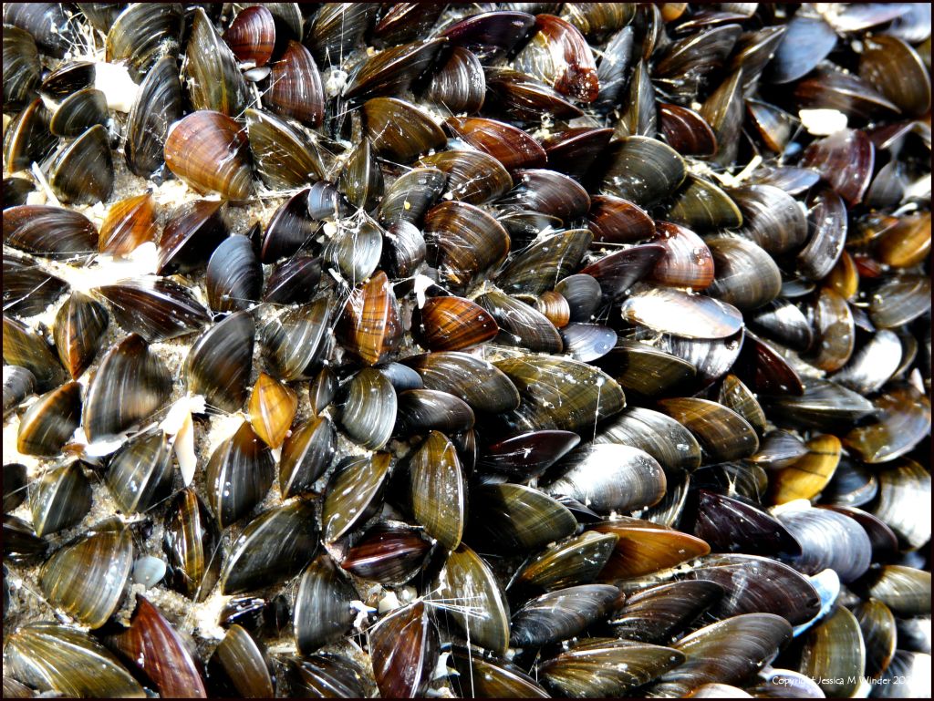 Natural pattern and texture in a colony of mussels growing on rocks on the beach