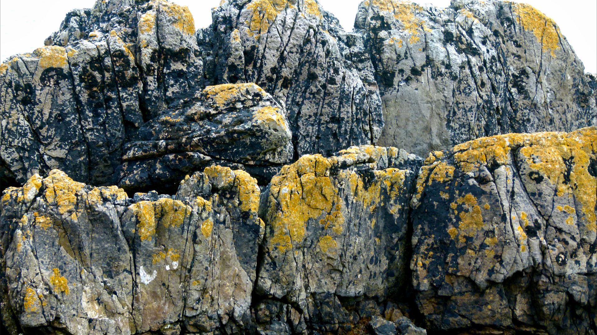 Yellow and black lichens growing on limestone rock on the seashore
