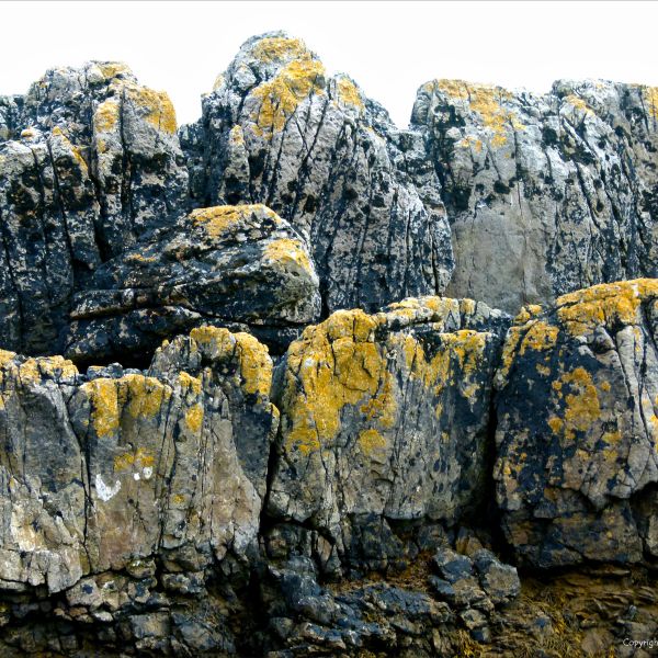 Yellow and black lichens growing on limestone rock on the seashore