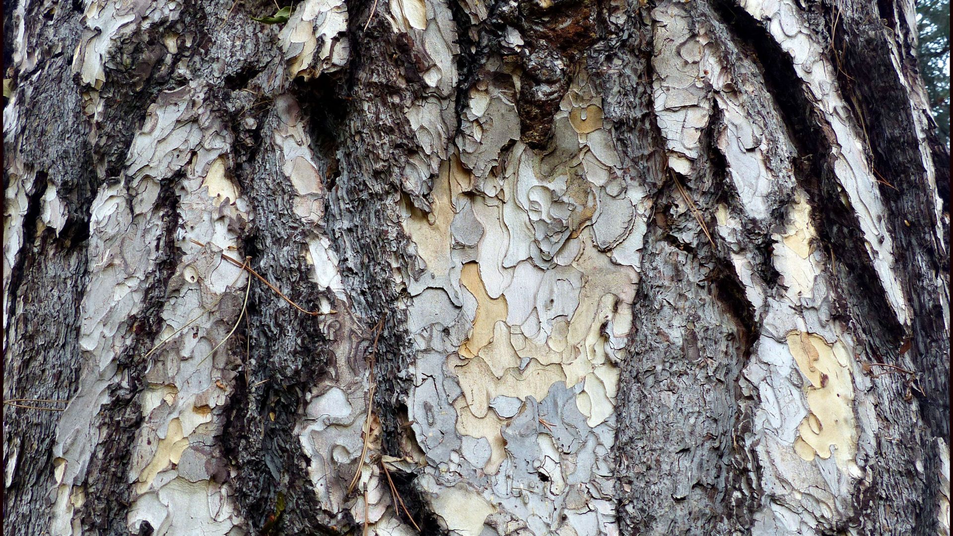 Bark texture and pattern on an Austrian Pine tree (Pinus nigra)