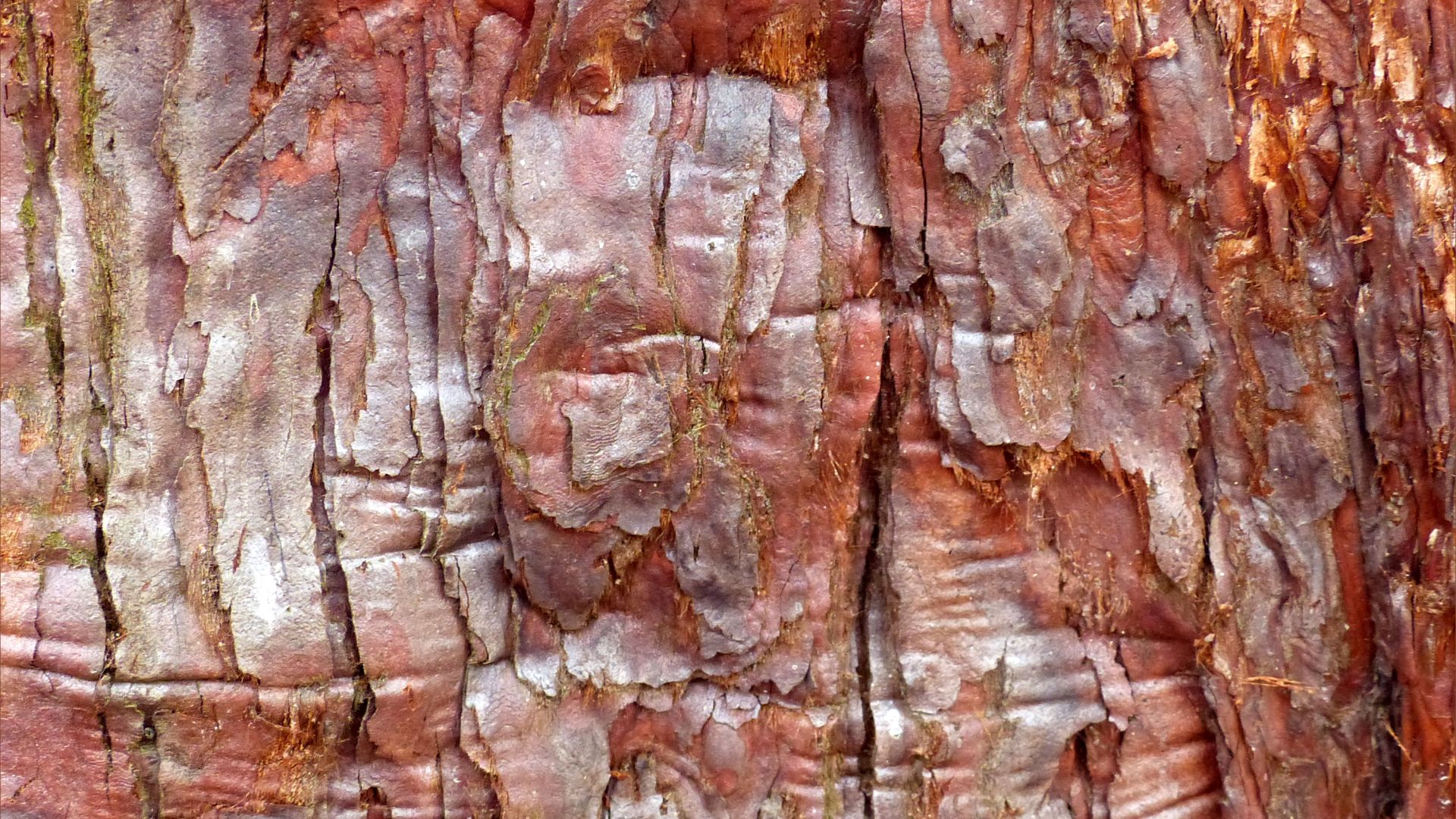 Close-up of bark texture on a Sierra Redwood Big Tree (Sequoiadendron giganteum)
