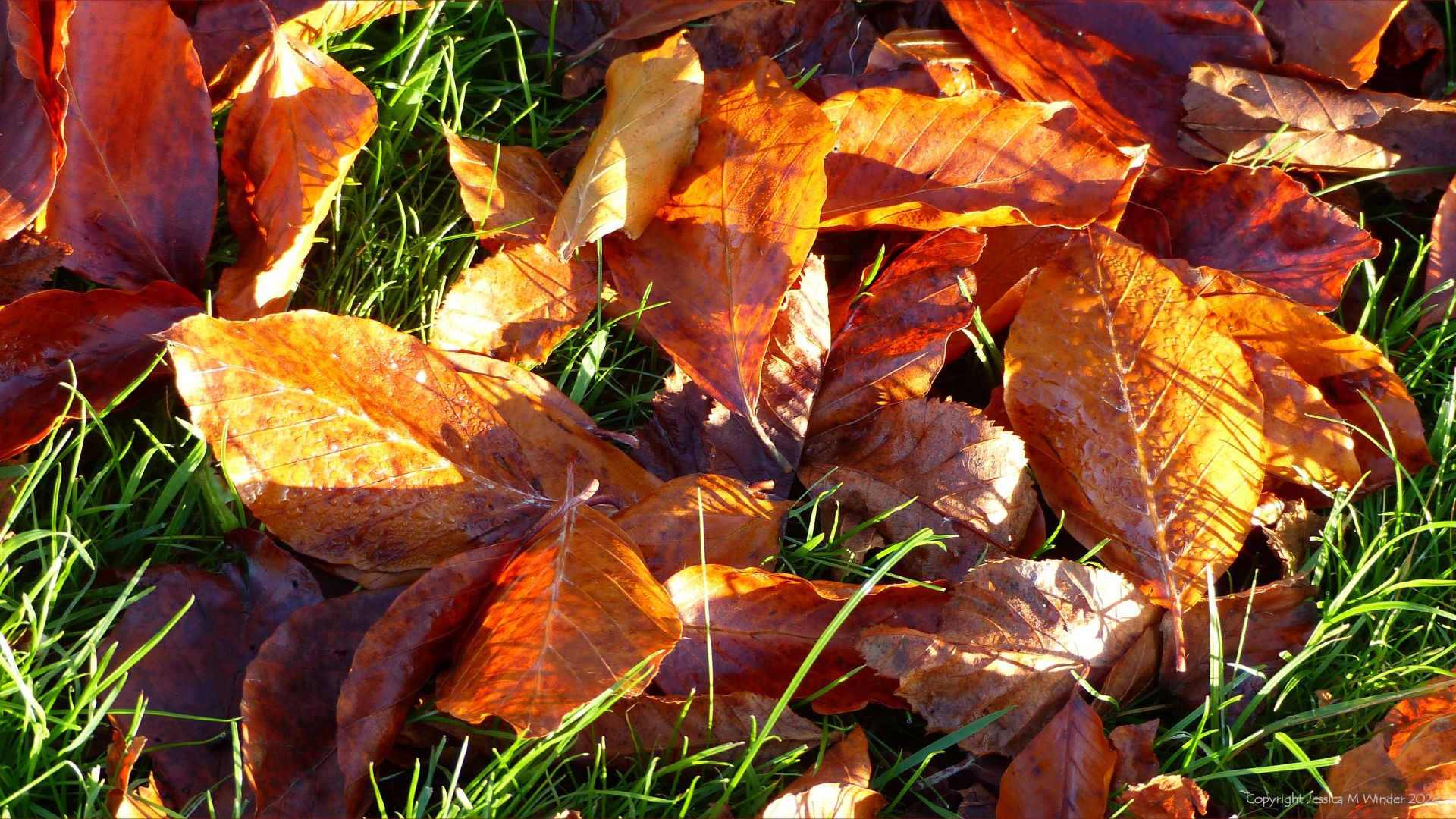 Colour, shape and texture in fallen leaves with dew drops on grass in Autumn