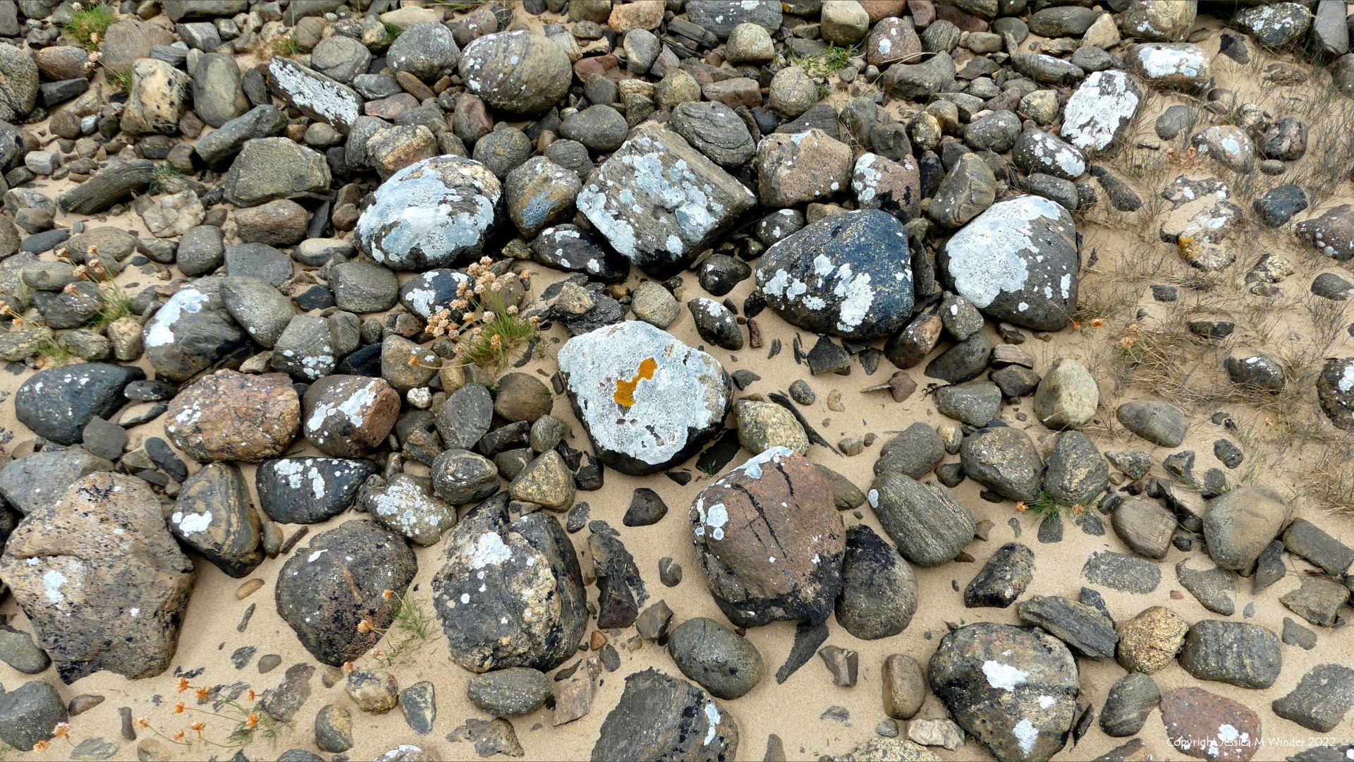 Lichen-covered rocks and stones with wind-blown sand on the banks of a tidal estuary
