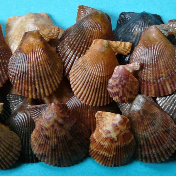 Natural texture and colour in an arrangement of small scallop shells found on British beaches