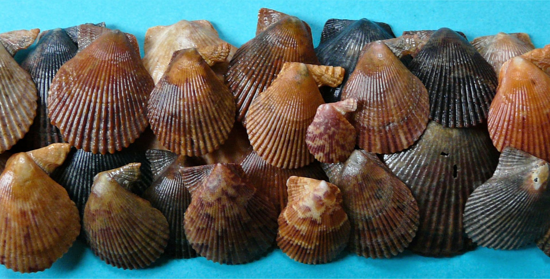 Natural texture and colour in an arrangement of small scallop shells found on British beaches