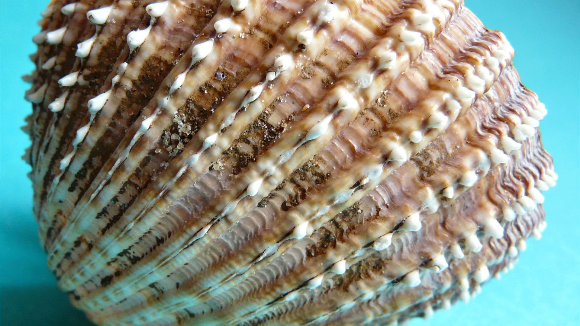 Texture of a spiny cockle shell close up