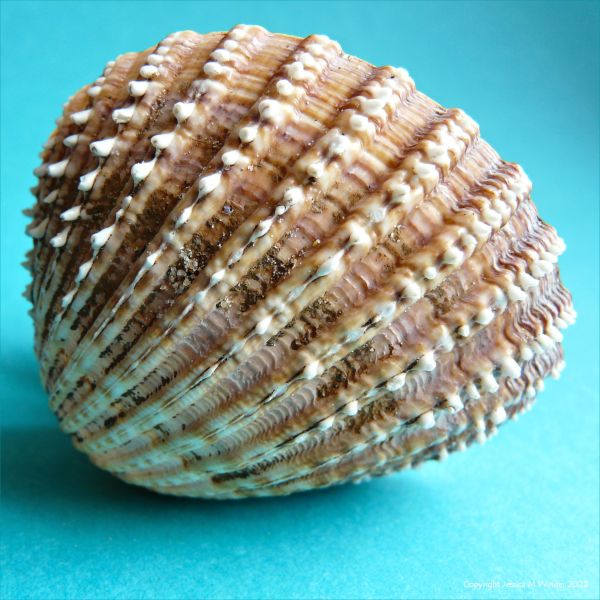 Texture of a spiny cockle shell close up