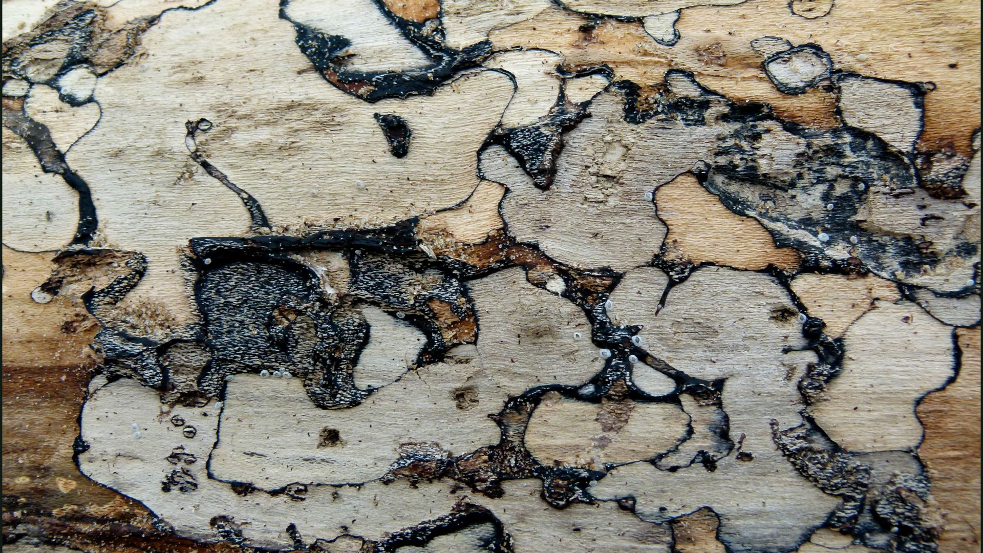 Close-up of natural abstract patterns of spalting on driftwood