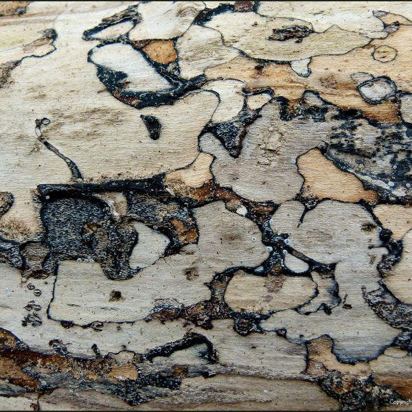 Close-up of natural abstract patterns of spalting on driftwood