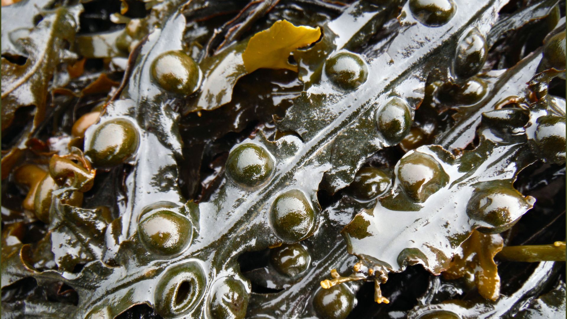 Detail of Bladder Wrack seaweed