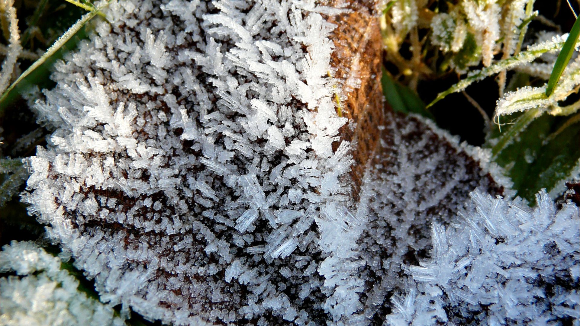Texture of frost on fallen leaves in winter