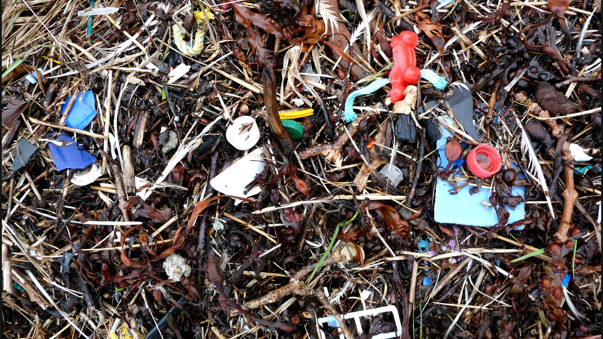Mixture of organic debris and plastic flotsam washed up on the beach