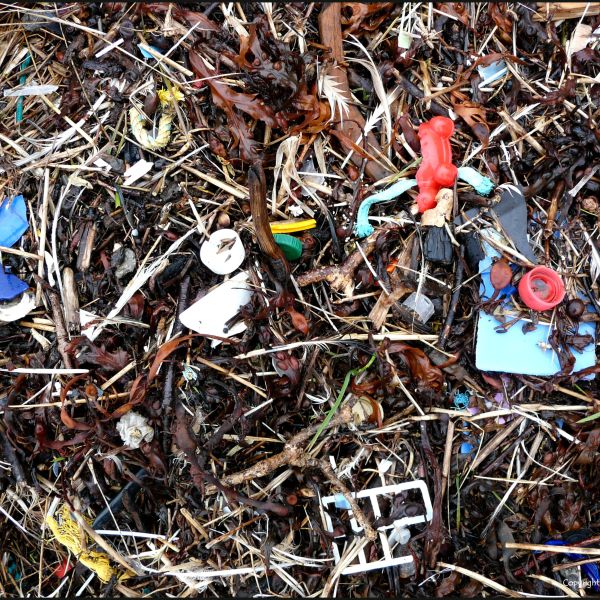 Mixture of organic debris and plastic flotsam washed up on the beach