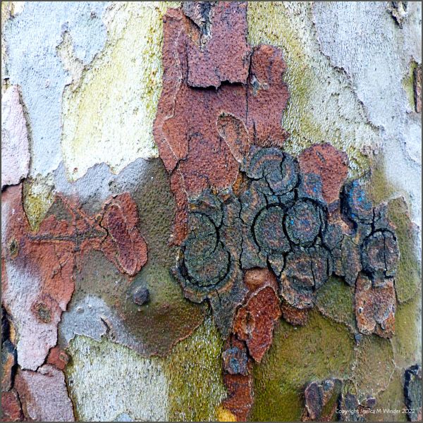 Natural abstract pattern of peeling bark on a London Plane tree