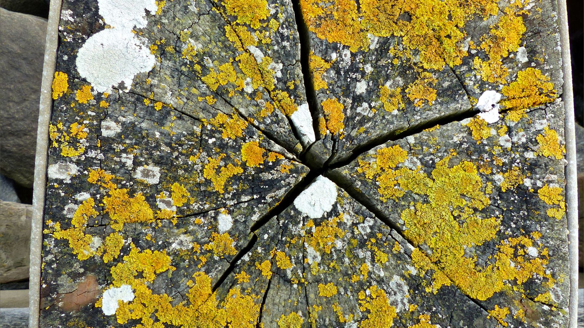 The top of a weathered timber post with woodgrain patterns and lichen at the seaside