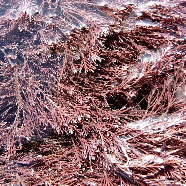 Calcareous seaweed Corallina officinalis growing in a rock pool