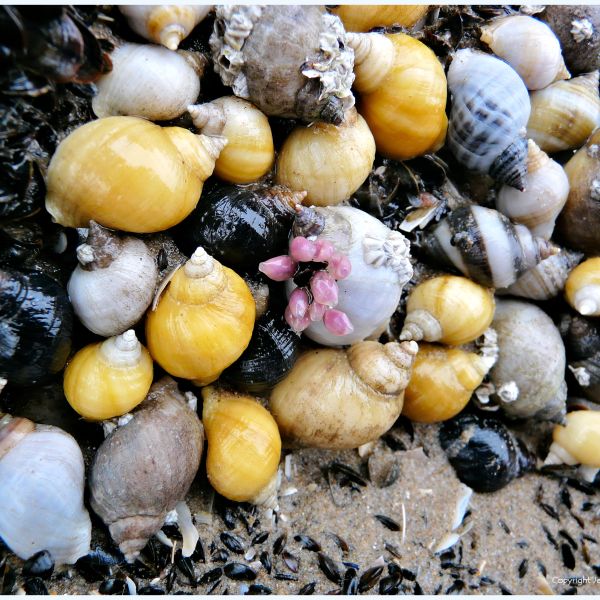 Mostly dog whelks feeding on barnacles and baby mussels attached to rocks