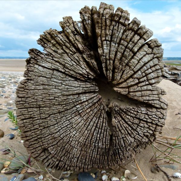 Cross-section detail of woodgrain in weathered driftwood tree trunk