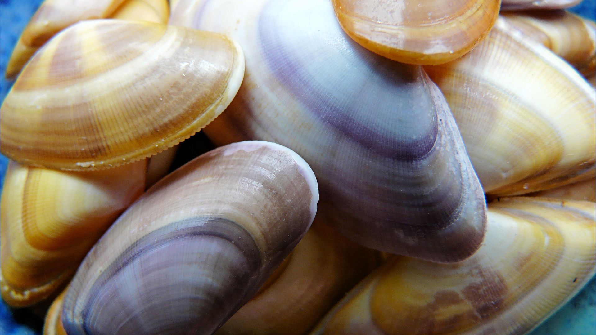 Banded Wedge Shells in a bowl