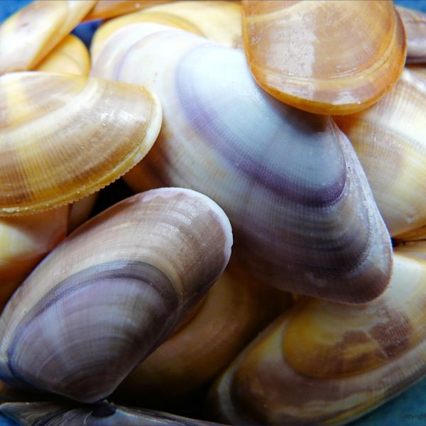 Banded Wedge Shells in a bowl