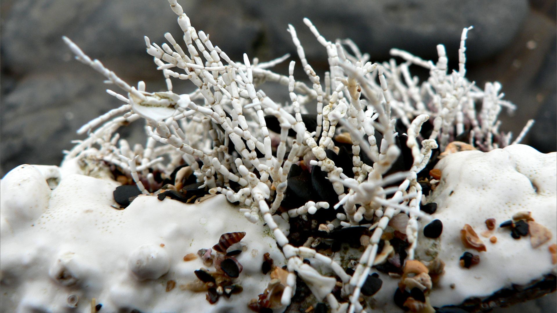 Dead and dying calcareous seaweeds on rock