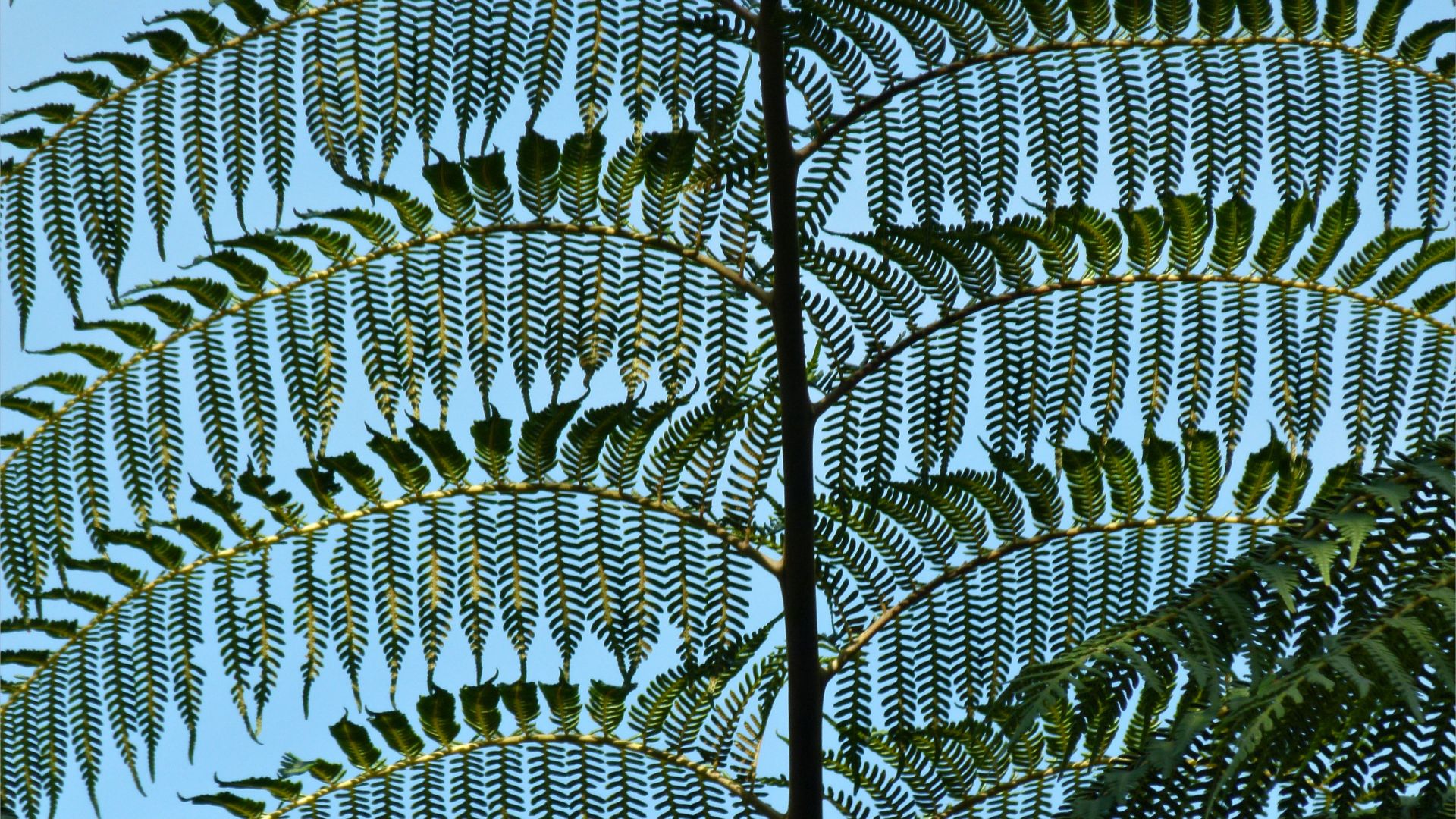 Detail of tree fern fronds in Queensland, Australia, 2011.