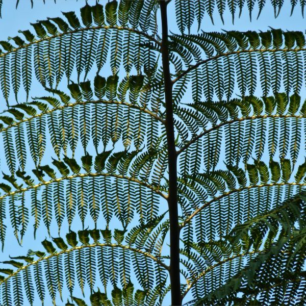 Detail of tree fern fronds in Queensland, Australia, 2011.