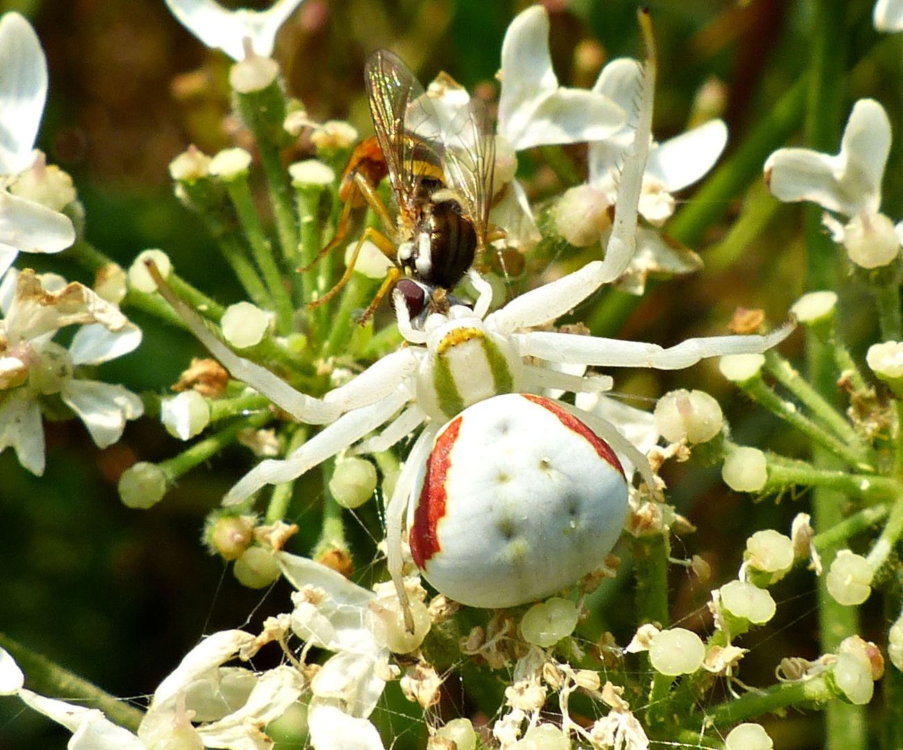 Large female Crab Spider coloured very pale green to white, with two green stripes on the thorax, and two red stripes on the abdomen that also has five dimples.