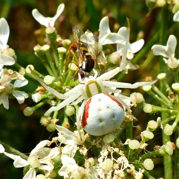 Large female Crab Spider coloured very pale green to white, with two green stripes on the thorax, and two red stripes on the abdomen that also has five dimples.