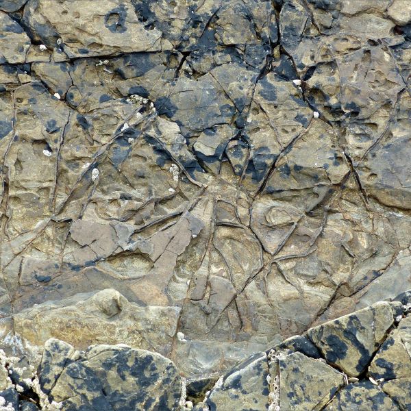 Detail of natural low relief sculpturing by weathering on an intertidal rocky outcrop of sedimentary strata