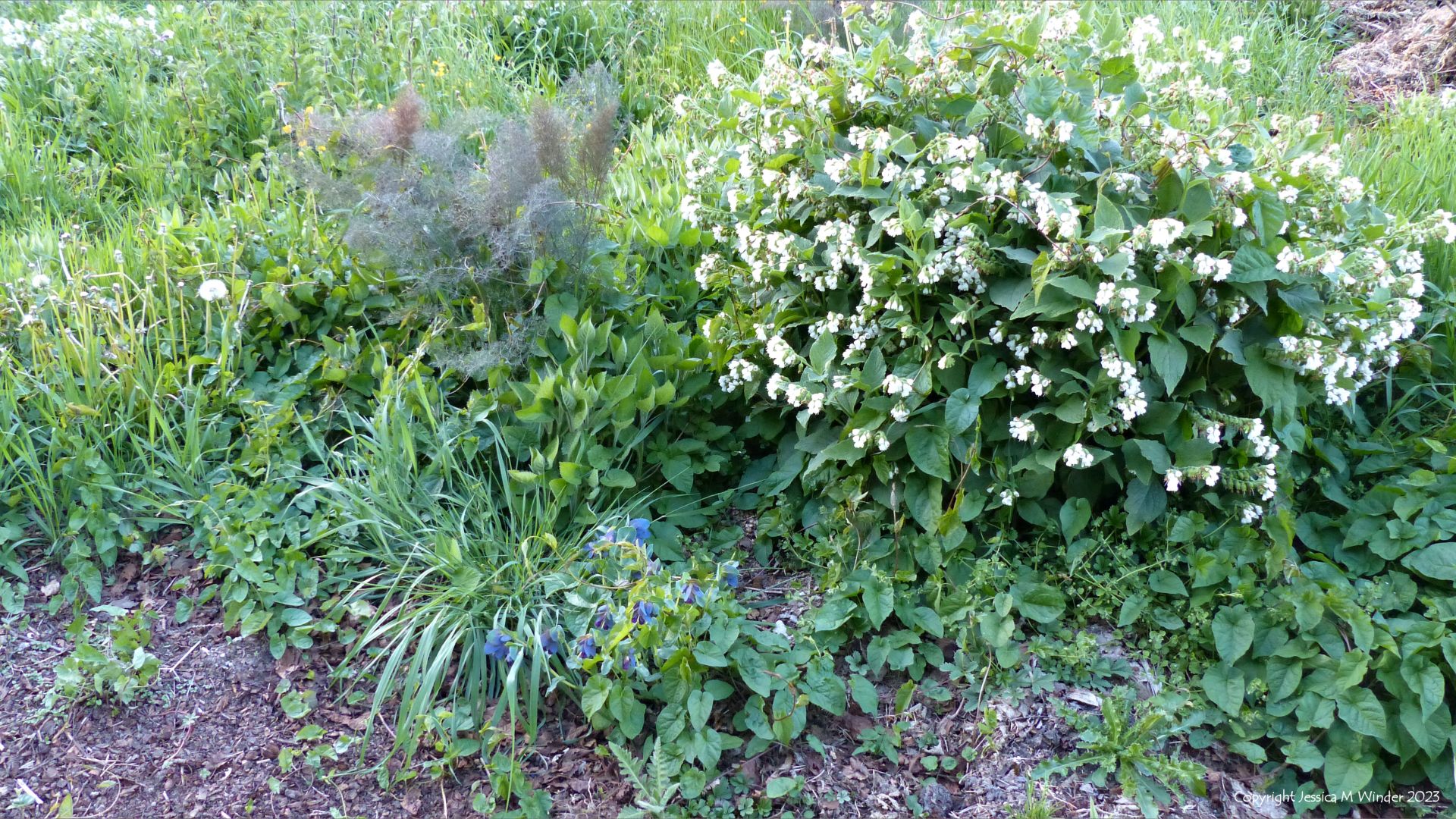 Wild flowering plants growing on waste ground in an English village