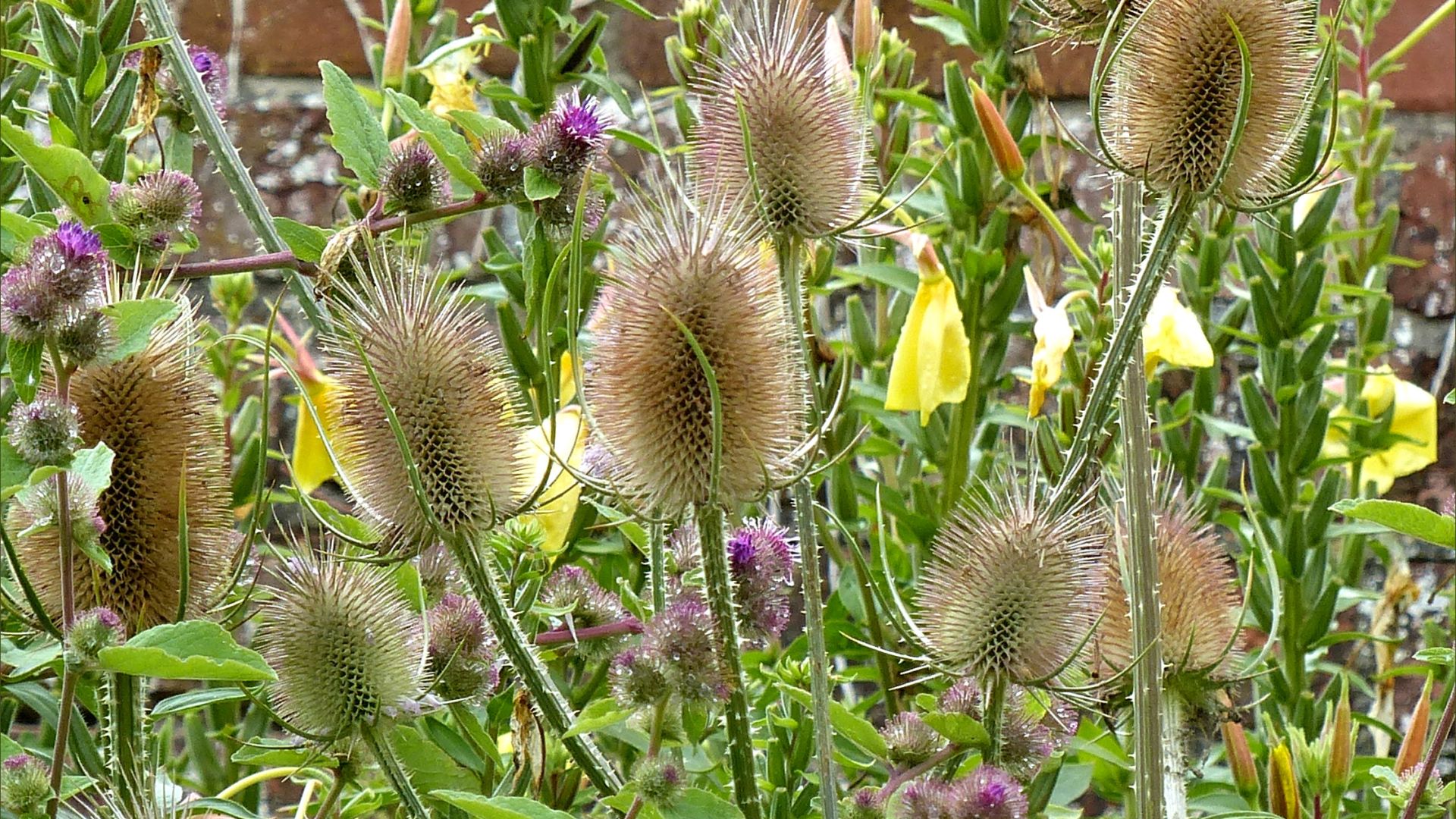 Flower heads of Wild Teasel (Dipsacus fullonum) when the blossoms have gone