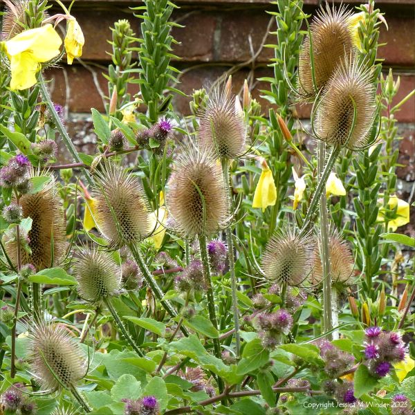 Flower heads of Wild Teasel (Dipsacus fullonum) when the blossoms have gone