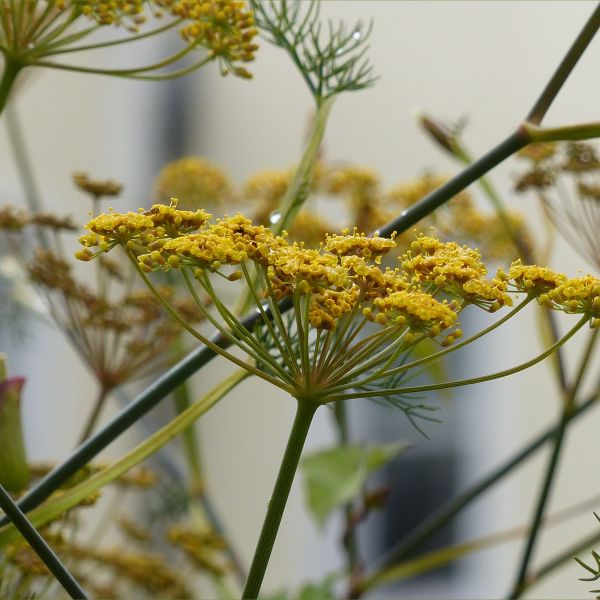 Fennel flowers with parasitic wasp feeding