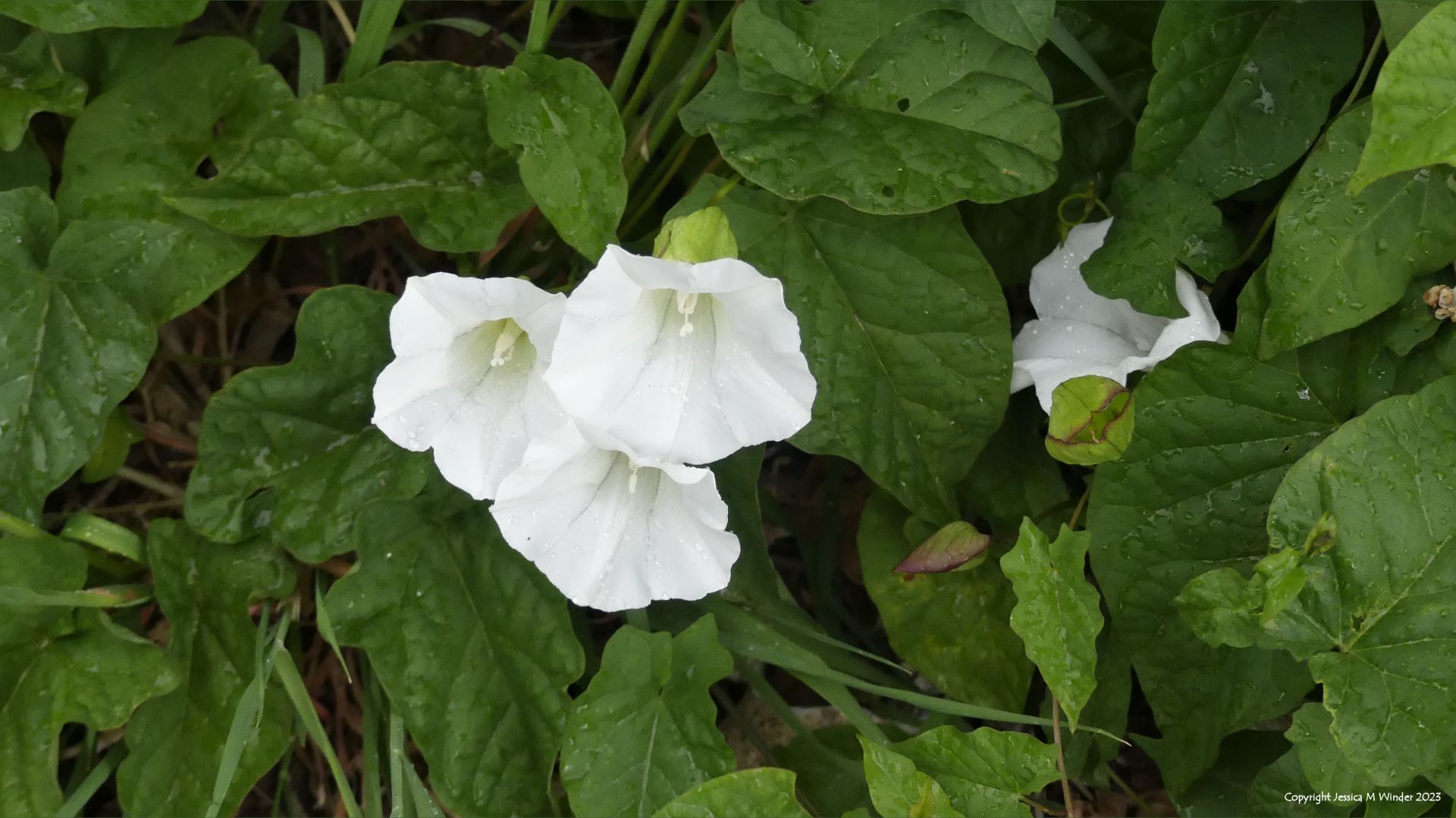 White flowers of Large Bindweed (Calystegia silvatica)