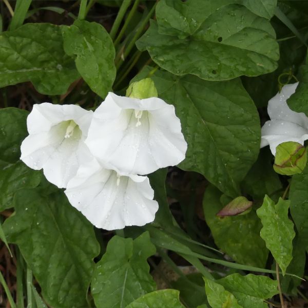 White flowers of Large Bindweed (Calystegia silvatica)