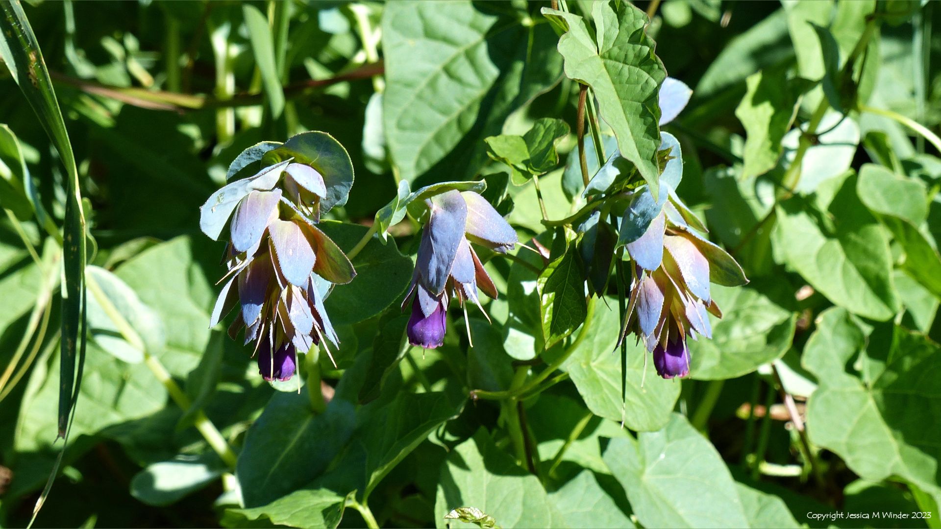 Honeywort flowers