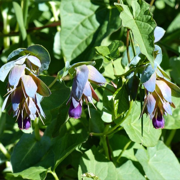 Honeywort flowers