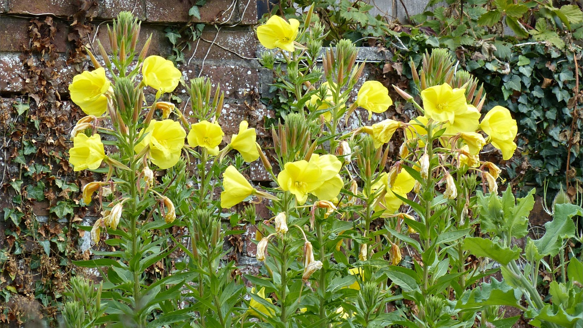 Yellow flowers of Common Evening Primrose (Oenothera biennis)