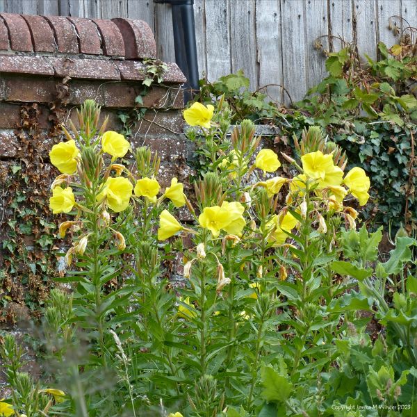 Yellow flowers of Common Evening Primrose (Oenothera biennis)