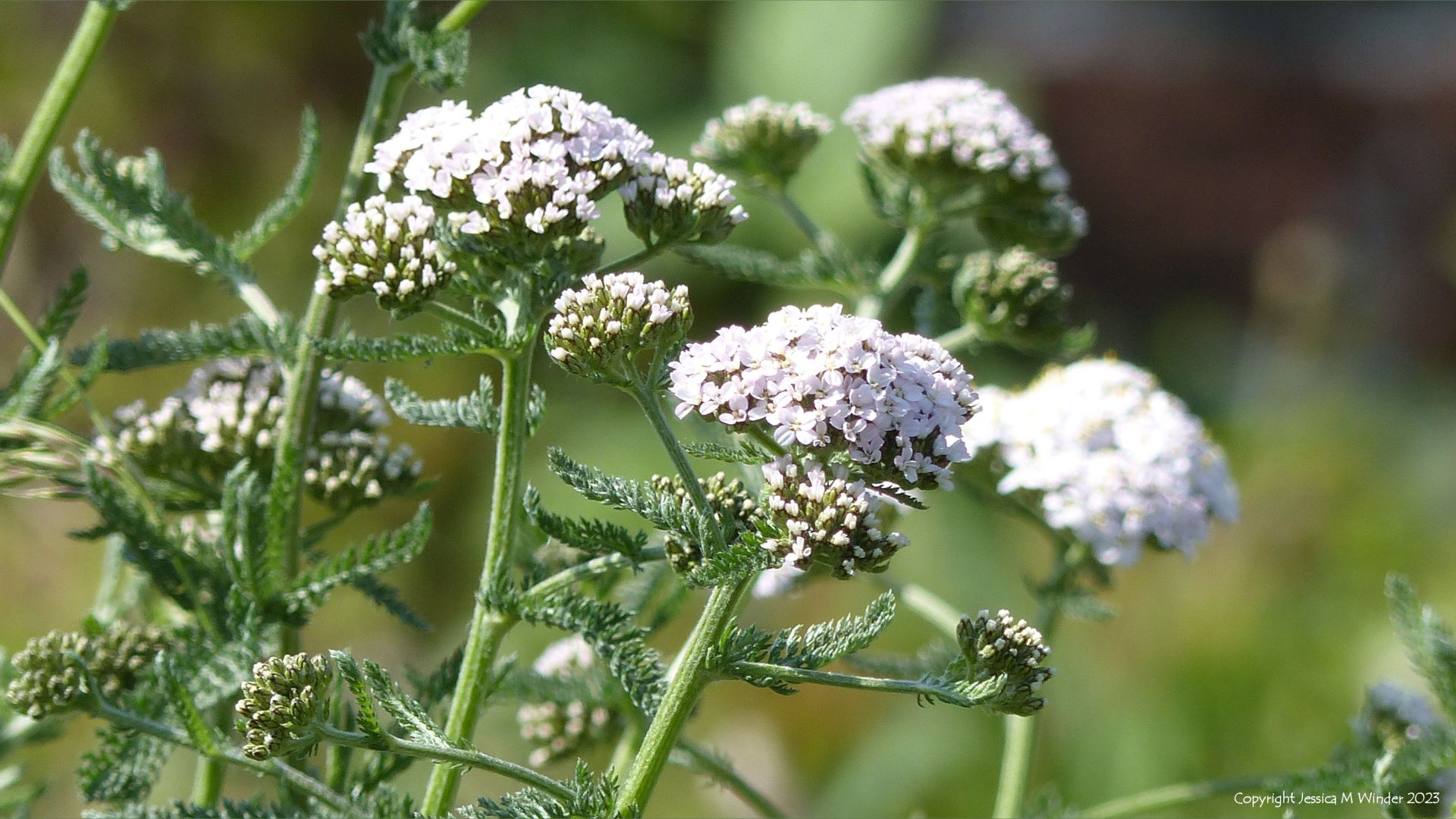 Yarrow flowers (Achillea millefolium)