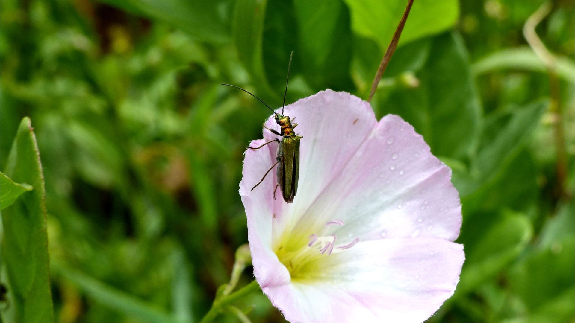 Pink and white Field Bindweed flower (Convolvulus arvensis)
