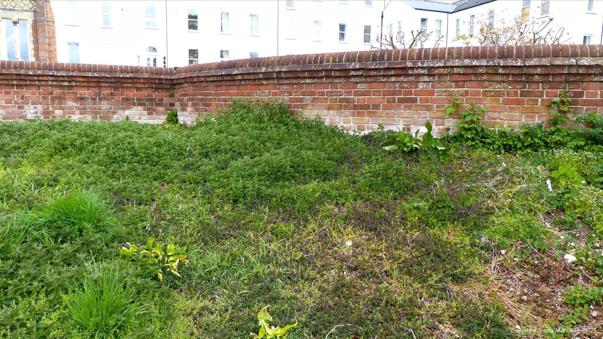 British native plants growing on waste ground by brick wall and white building