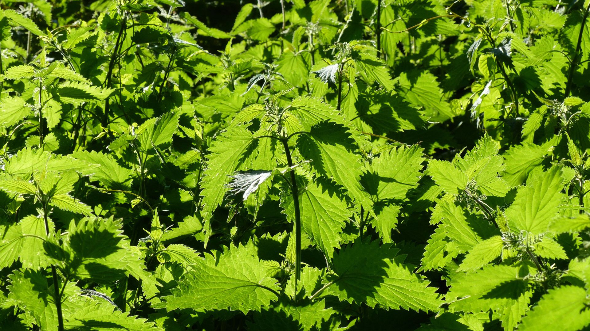 Common stinging nettles (Urtica dioica) in the sunshine